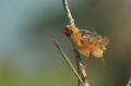 Red-Billed Quelea